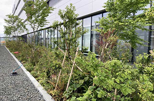 Planted mainly with native species