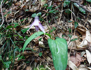 Katakuri flower blooming in April
